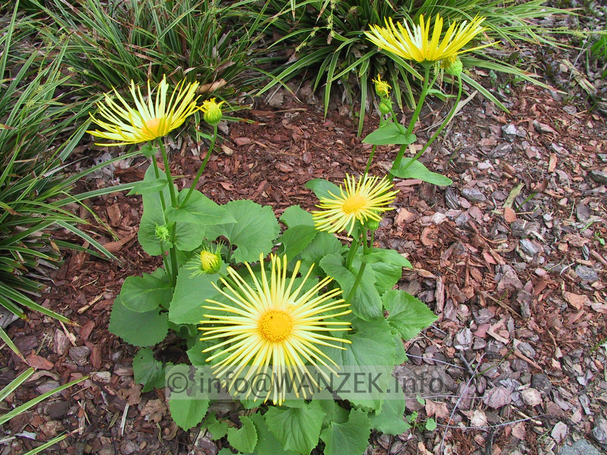 Doronicum orientale Finesse 02.JPG
